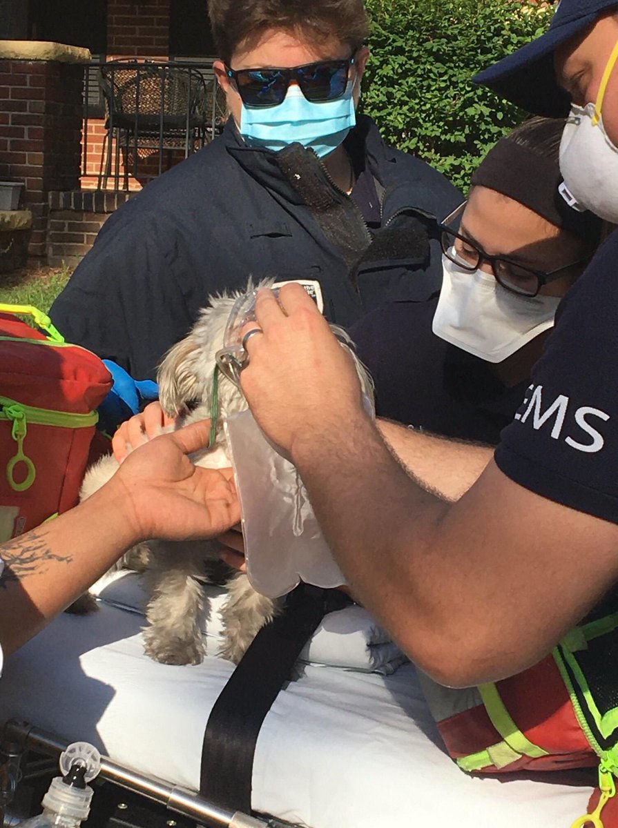 EMSDurham's tweet photo. Strong Work by our partners at the Durham Fire Department who were able to successfully rescue this little puppy, so we could administer oxygen. Great Job Medic 8 Paramedic Waycaster/EMT Race &amp; Medic 9 Paramedic Davenport &amp; AEMT Teasley! #ems https://t.co/FCEhVmANEV