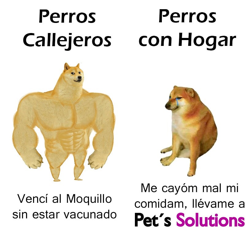 Pet' Solutions Vet tweet media