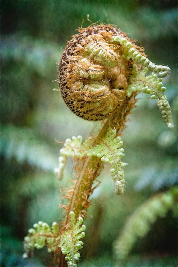 Fiddlehead Hashtag On Twitter