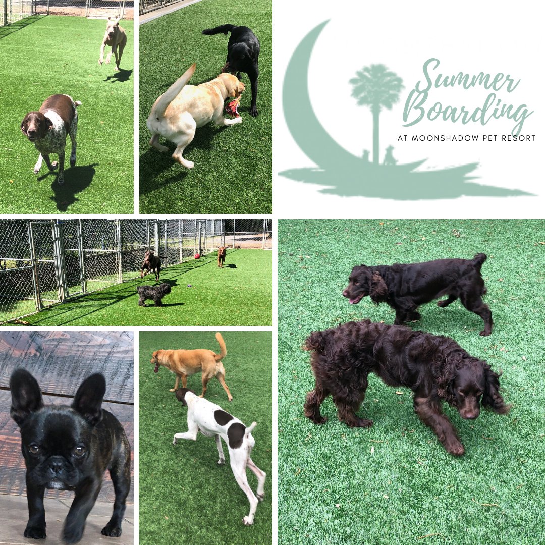 moonshadow pet resort