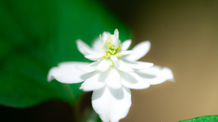 ドクダミの花言葉は怖い 白い記憶 自己犠牲の意味は 名前の由来や誕生花の日にち 八重咲き 五色ドクダミの花言葉も Minimemo