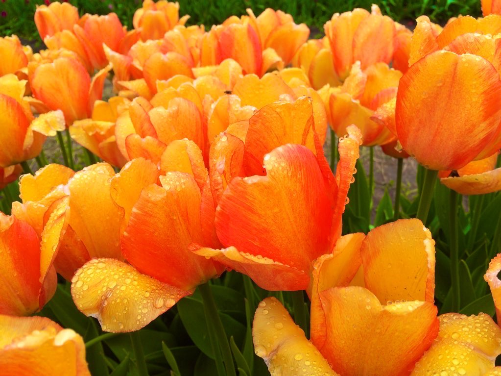 MitchandMarcy's tweet photo. My favorite color is the theme today
#Orange #flowers plus #butterfly
Is a great representation we must say!
๐๐ธ #mitchandmarcyphotos
@weatherTAP @edayphotos
#PureMichigan @StormHour #ThePhotoHour #tulips #NaturePhotography #flower
@LensAreLive #VirtualPureMichigan https://t.co/3vdRYXTc40