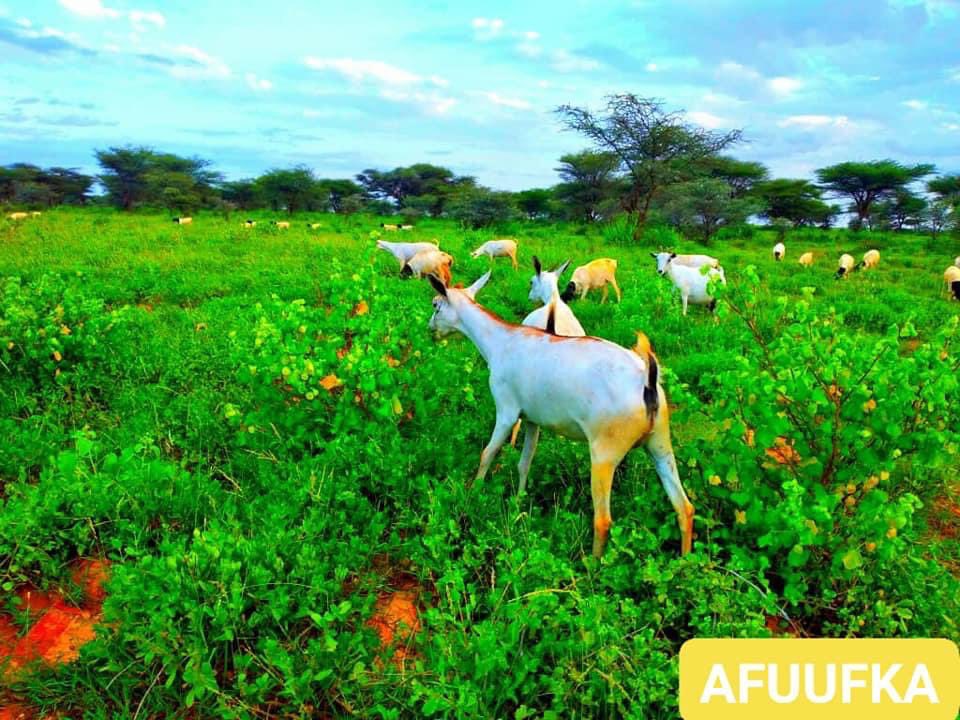 Welcome to the outskirt of Taleex city, Sool region.  #VisitSomalia  #Somalia