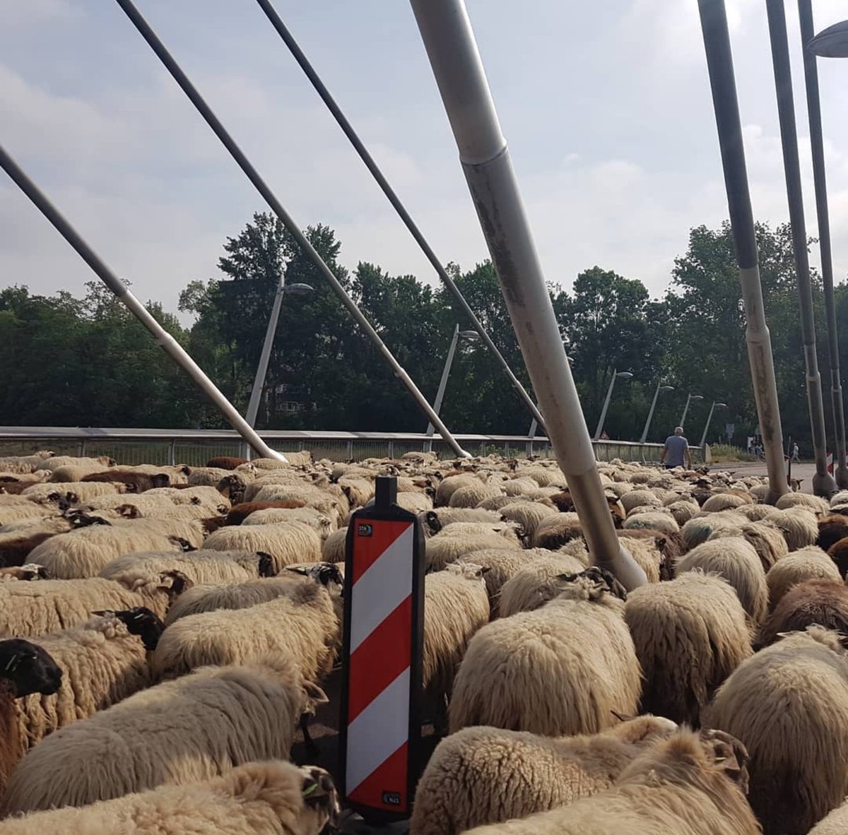 De dames grazen weer in #Holtenbroek en de wollen jas gaat dit weekend uit 🐑. Belang bij zo'n Zwols vachtje? Reserveren kan via een berichtje. 
#schapenscheren #schapen #twistvlietbrug <a href="/WBklooienberg/">WB de Klooienberg</a>  <a href="/traverswelzijn/">traverswelzijn</a> <a href="/Gemeente_Zwolle/">Gemeente Zwolle</a> @wspnoord #wol #spinnen #schapenvacht #vilten