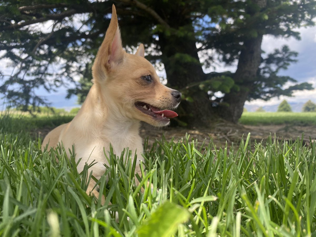 Blue sky’s and green grass, the worlds natural beauty 🐕🍃🌞