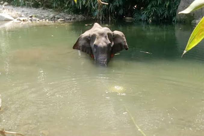 pspreetisingh's tweet photo. Humanity has failed again. It’s heartbreaking #Elephant #keralaelephant #elephantlivesmatter https://t.co/7uATaRCsba
