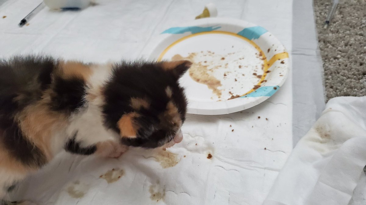 She's taking to eating from a plate really quickly. She's stepping in it, which is to be expected but she's finally eating wet kitten food mixed with formula.She does have blood in her pee, but we're taking in samples for urinalysis today. Trying to get her to good health.
