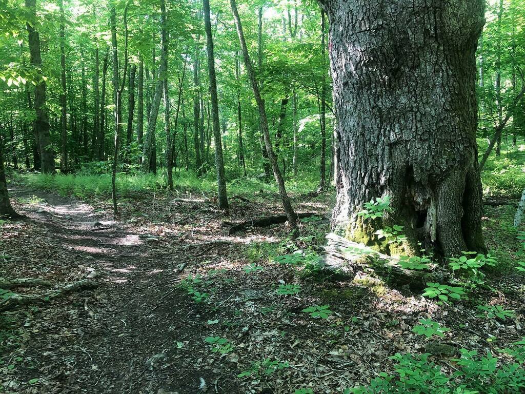 While many of our eastern forests are recovering from rampant deforestation, they’ve got a long way still to go. I was reminded of this by this giant white oak, a relic of a bygone age in the beautiful maturing woods of Arcadia Management Area. #easternd… instagr.am/p/CA_Q59UAkKc/