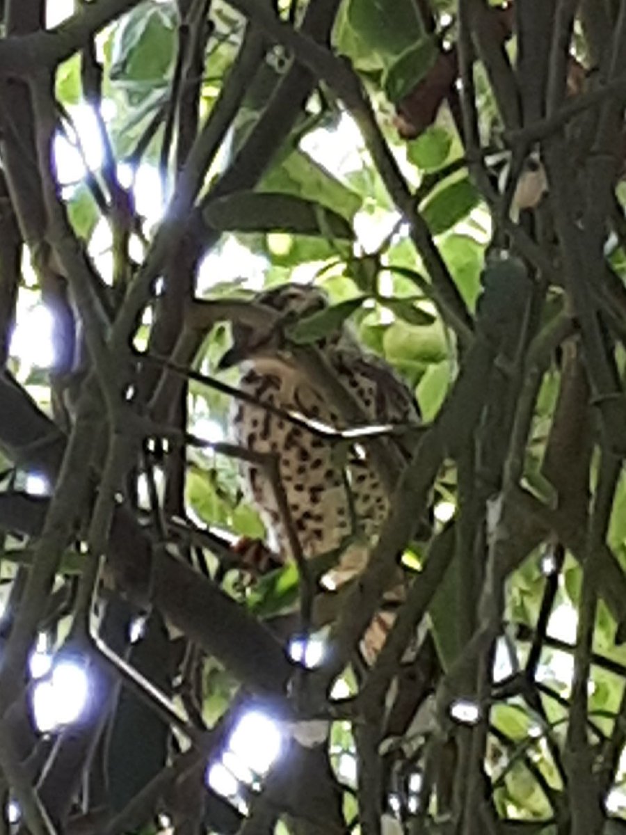 bradley_poet's tweet photo. "At once a voice arose among The bleak twigs overhead In a full-hearted evensong Of joy illimited" from #TheDarklingThrush by #ThomasHardy. The thrush in my garden peered down on me through lush mistletoe. A beautiful bird. #ButterflyPoems https://t.co/Gom9CWPWm4