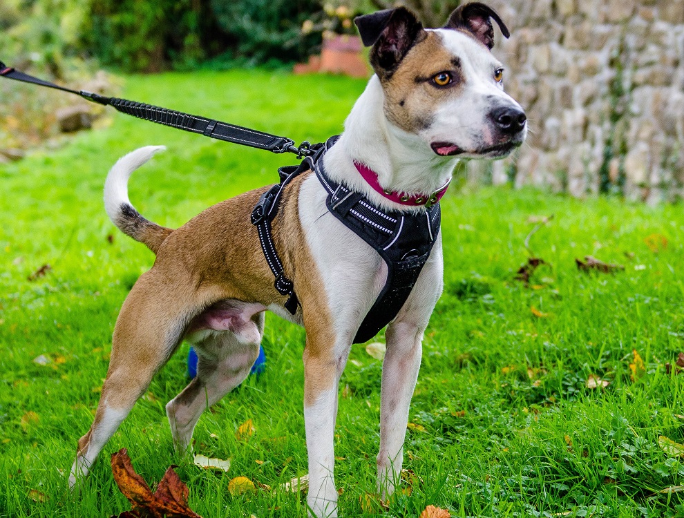 Please give a SUPER SHARE to help Clint finally find a home  Bridgend Wales 
5 YEARS IN A SHELTER, lovely boy could live with other dogs in an adult home, he's 7 now, can we please give this boy some retweets and get him out of this?

hoperescue.org.uk/dogs

#wales #rspca #dogs