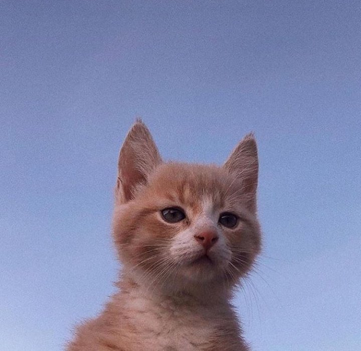 ✨ Gatitos que curan tu depresión ✨ tweet media