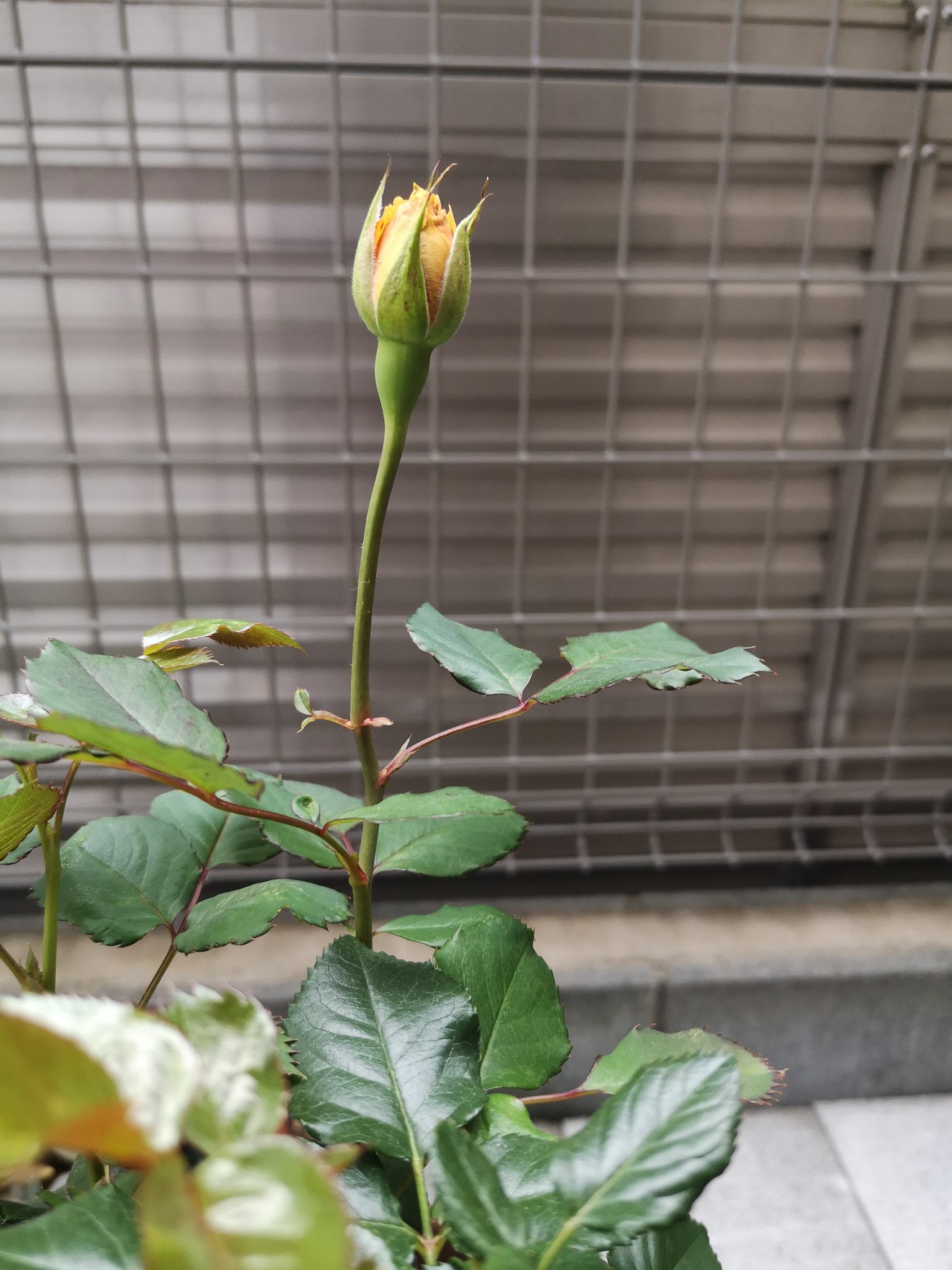 Lc 今天给所有玫瑰浇了点竹醋液 擦了丝瓜叶子上的油虫 四季豆叶子反面也有好多虫但看起来被害不是很严重 也喷了点竹醋液不知道有没有效 然后 今天的紫陽花和迷你月季 T Co Aj792zdsp8 Twitter