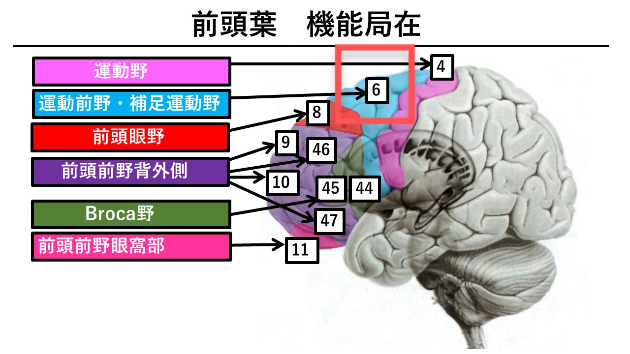 Otu おはようございます 脳の機能局在シリーズ 各領域の機能編 6野 ここは運動前野 補足運動野の2つがあります 補足運動野 記憶誘導型の運動に関与します 車椅子操作を覚えてる時は運動前野 覚えてしまい何も言わなくてもブレーキ