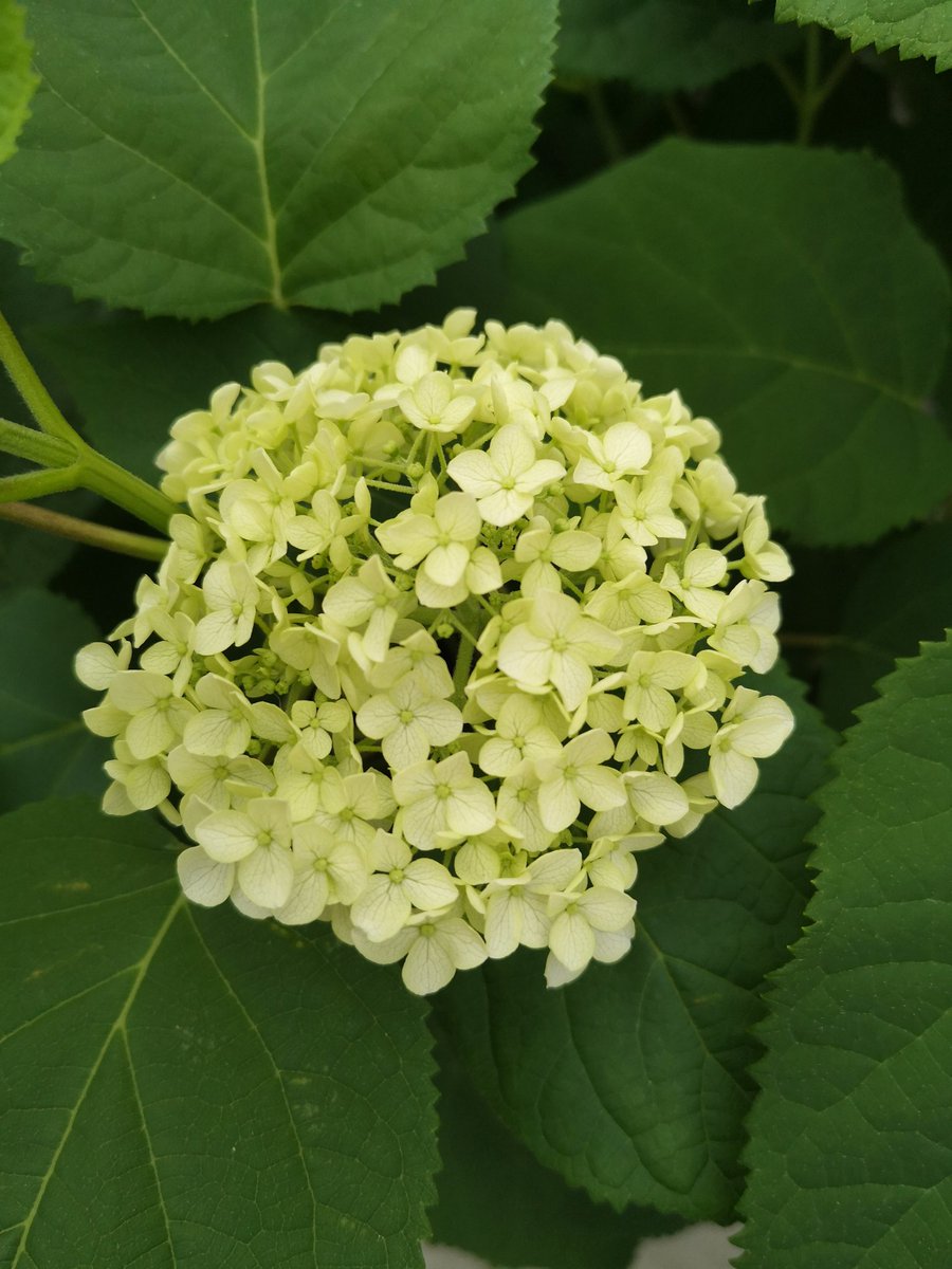 Lc 今天给所有玫瑰浇了点竹醋液 擦了丝瓜叶子上的油虫 四季豆叶子反面也有好多虫但看起来被害不是很严重 也喷了点竹醋液不知道有没有效 然后 今天的紫陽花和迷你月季