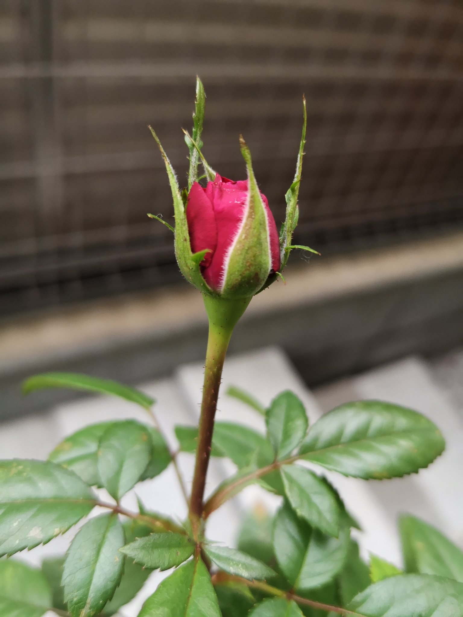 Lc 今天给所有玫瑰浇了点竹醋液 擦了丝瓜叶子上的油虫 四季豆叶子反面也有好多虫但看起来被害不是很严重 也喷了点竹醋液不知道有没有效 然后 今天的紫陽花和迷你月季 T Co Aj792zdsp8 Twitter