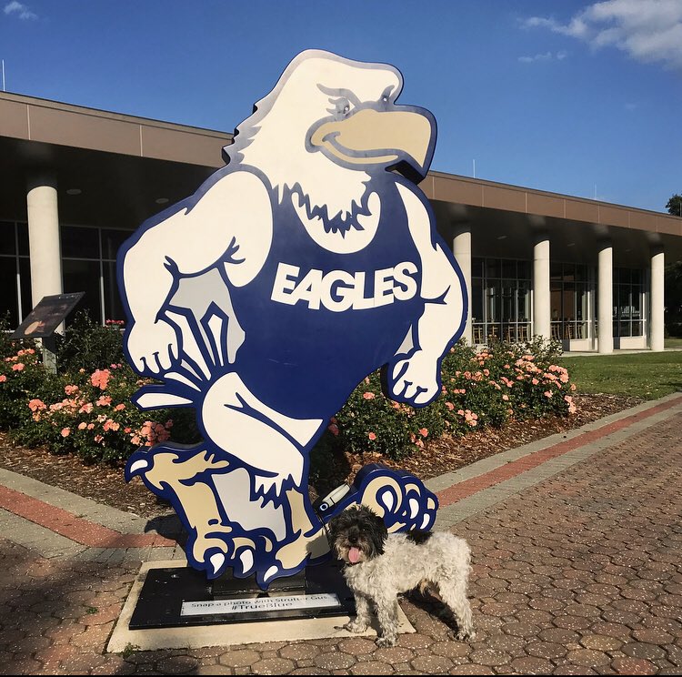 hayley_dob's tweet photo. Harley is #TrueBlue and says #HailSouthern 🦅  @GeorgiaSouthern @chadlunsford https://t.co/WtbG3XLXjB