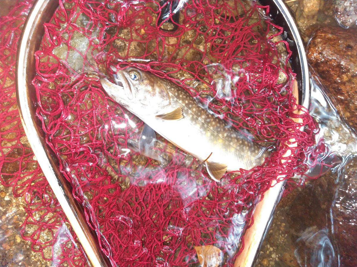 pippo0408's tweet photo. 昨日仕事が午前中で終わったので、釣具屋の息子A氏と釣りに行って来た!
滅茶苦茶バラしましたが、何とか二匹釣ったよ!!
#渓流釣り　#渓流ベイト
#渓流ベイトフィネス　#冒険用品
#JetSetter46C https://t.co/9uEIBbaFKO