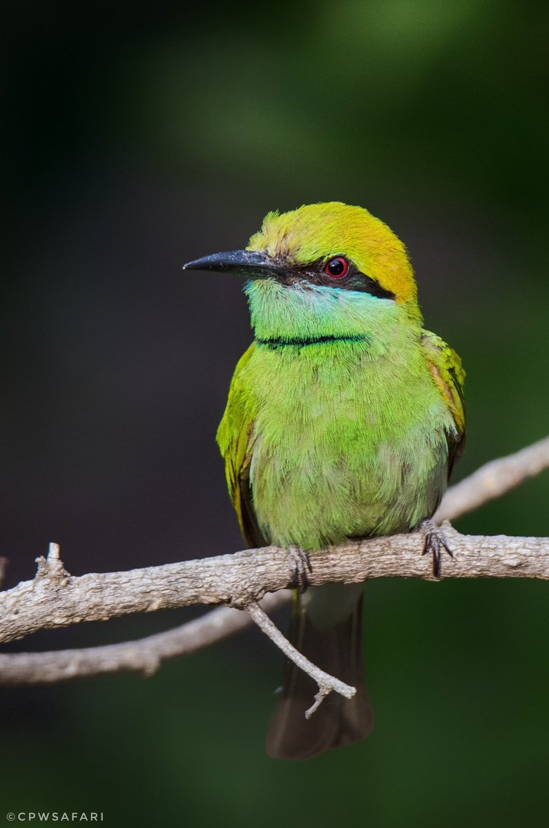 park_corbett's tweet photo. Green Bee-eater / Merops orientalis
Follow us...
#greenbeeeater #birdwatching #birding #birds #wildlifephotography #wildlife_vision #wildindia #safariindia ,#safari #corbettnationalpark #corbett #birding #nainital #naturephotography #Photography #frames #follow https://t.co/VLwAmW6rp5