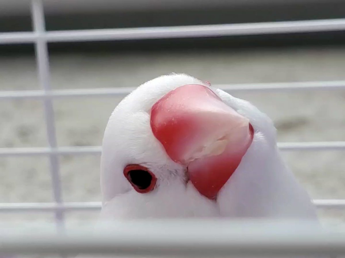 こんちゃん Twitterren なんて可愛いんだろう 文鳥 白文鳥 美文鳥