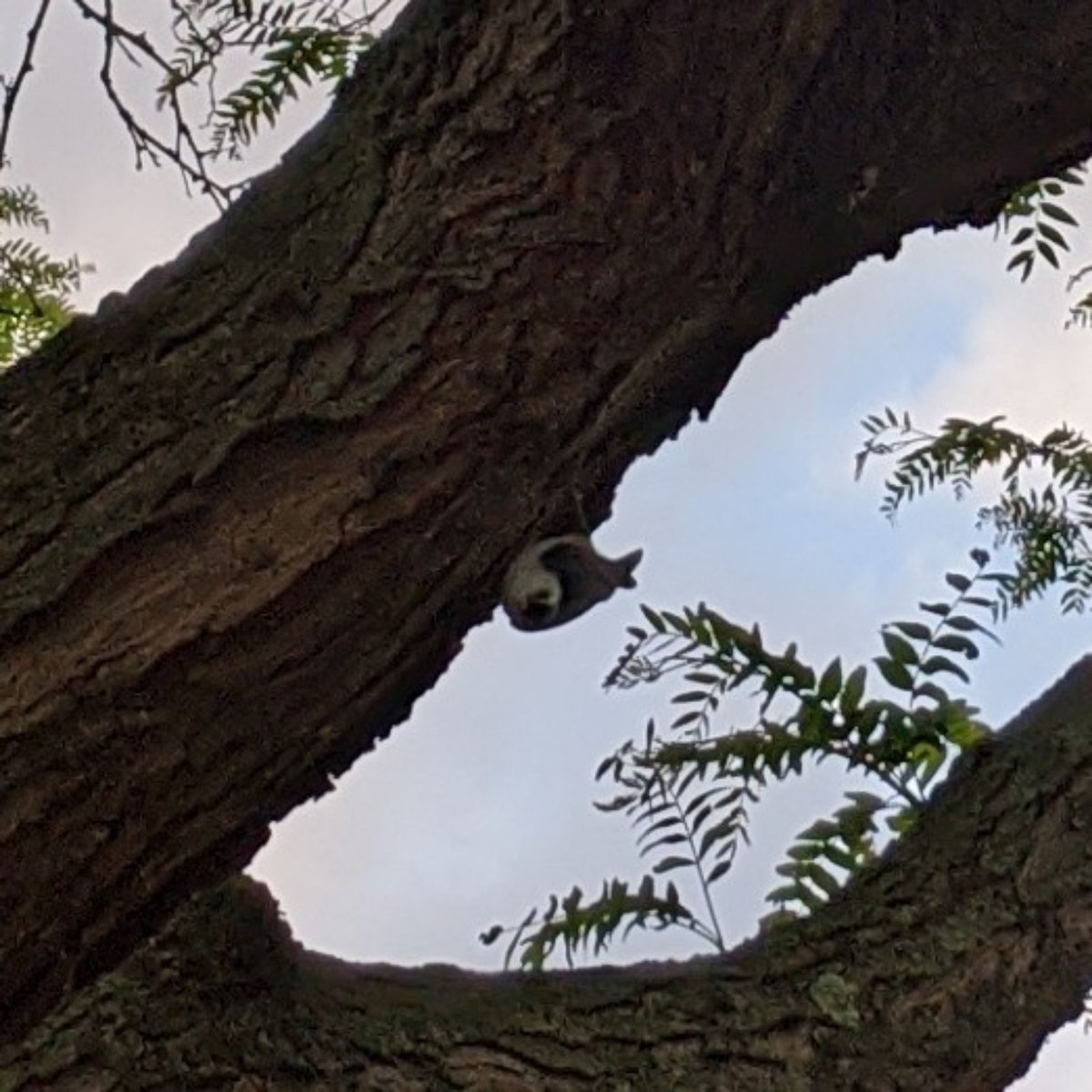 Seillean 🐝 tweet media