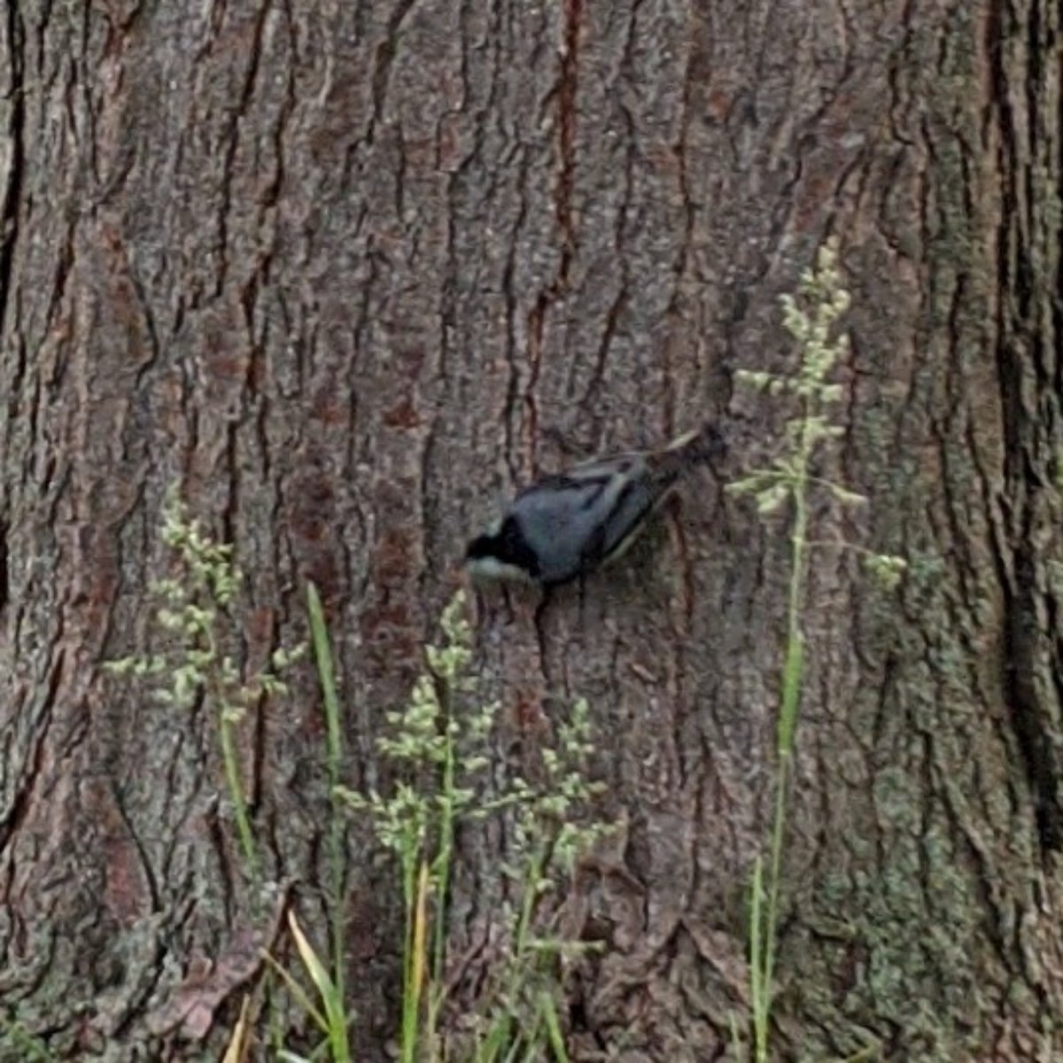 Seillean 🐝 tweet media