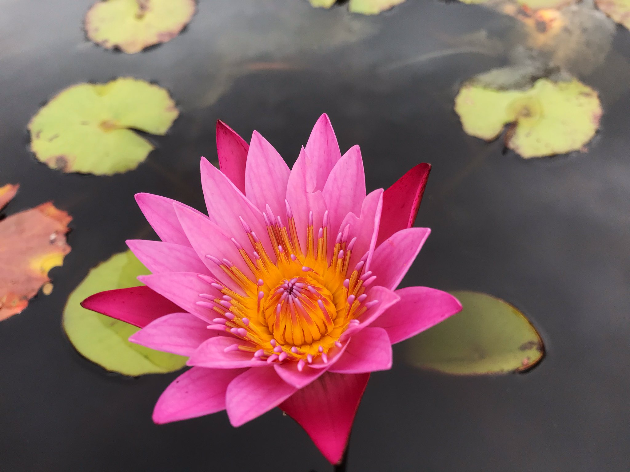 もも おはようございます 6 4誕生花 スイレン 花言葉 慎重 別名ヒツジグサ 羊の刻 午後1 3時 頃に咲くと言われ 陽が陰ると花を閉じ眠ったように見えたので眠る蓮を意味して水蓮と書きます ギリシャ神話では水の精ニンフはヘラクレスに捨てられ
