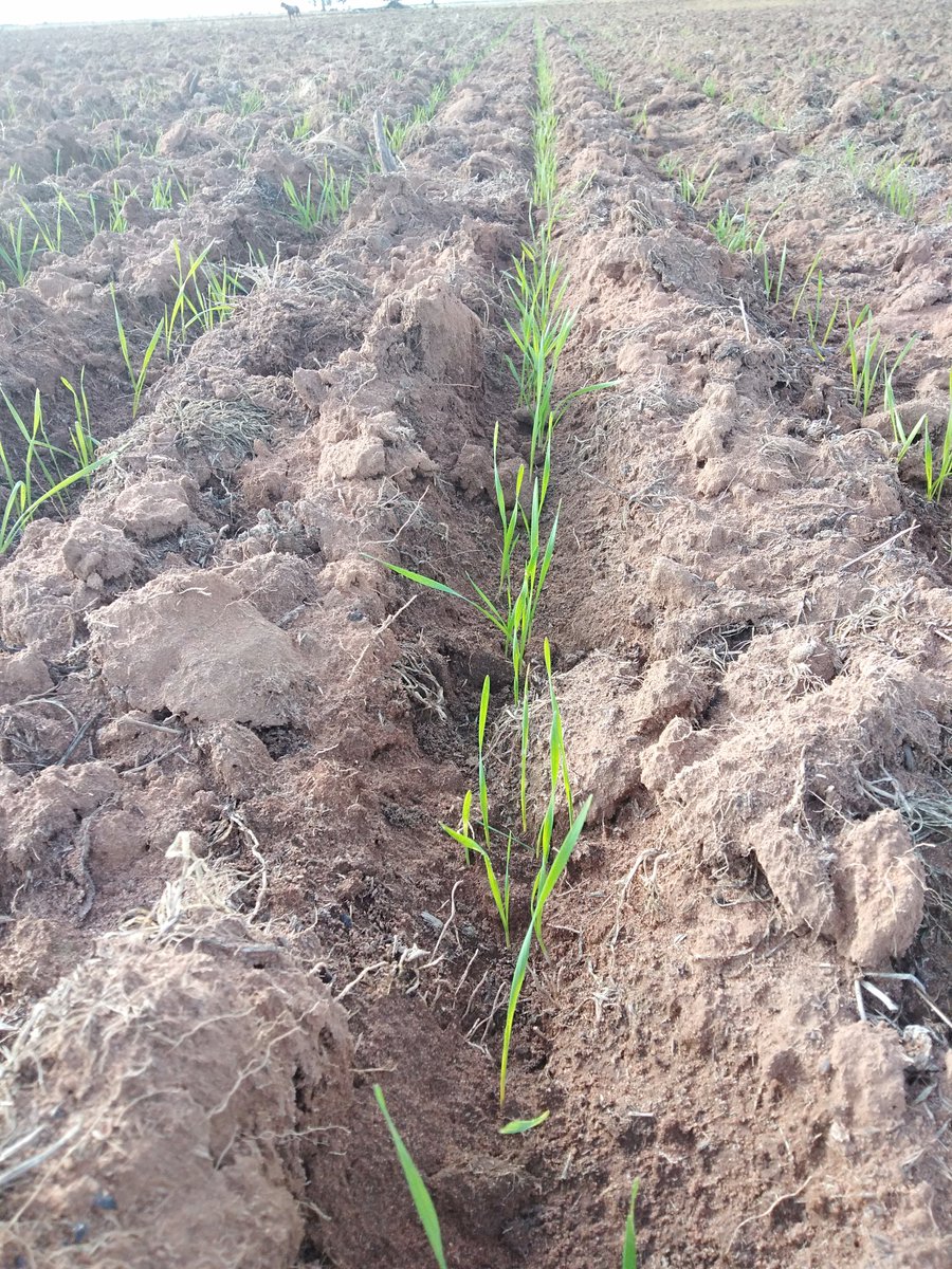 LeighOSull's tweet photo. Great start with a bullish seasonal forecast should give this Elmore wheat on fresh ground every chance at Deniliquin. https://t.co/UB2utQdw7z