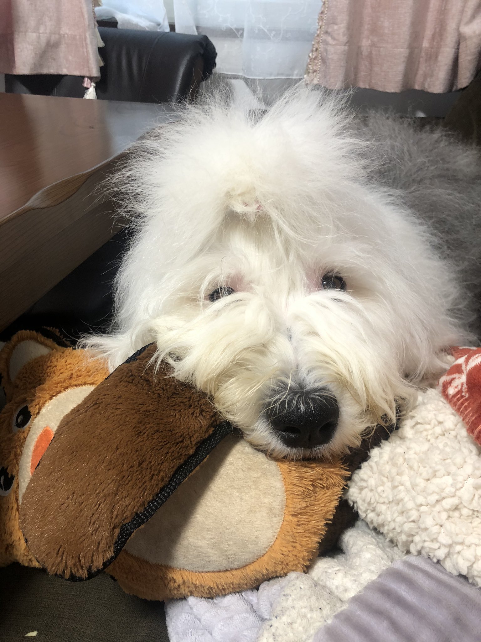 Ohana And Patra おはよう Good Morning コストコ出身のくまちゃんが大好き 犬 大型犬 もふもふ コストコ出身 オールドイングリッシュシープドッグ Oldenglishsheepdog Bobtail Oes T Co Osso6esezb Twitter