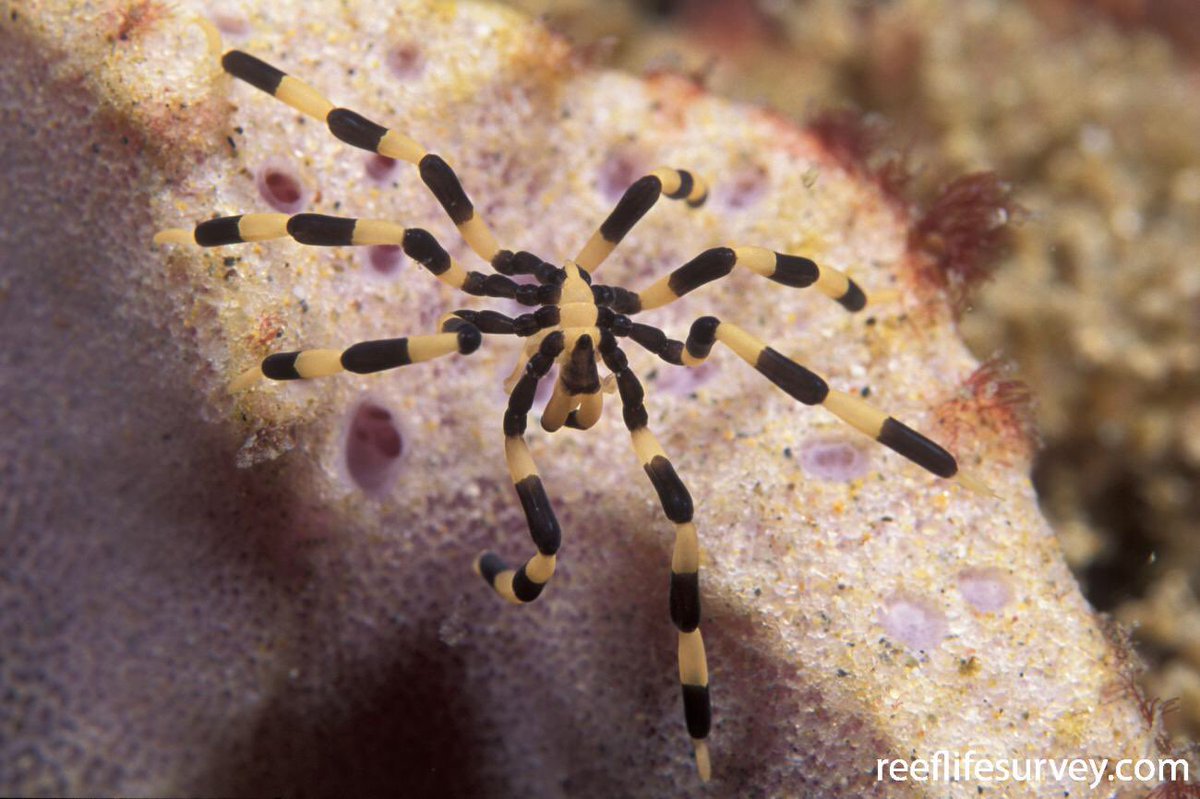 Here’s a nice one, I like these colours.Stylopallene cheilorhynchusAnother Australian species, just a 3 centimetre maximum legspan I believe, most sea spiders are rather small.