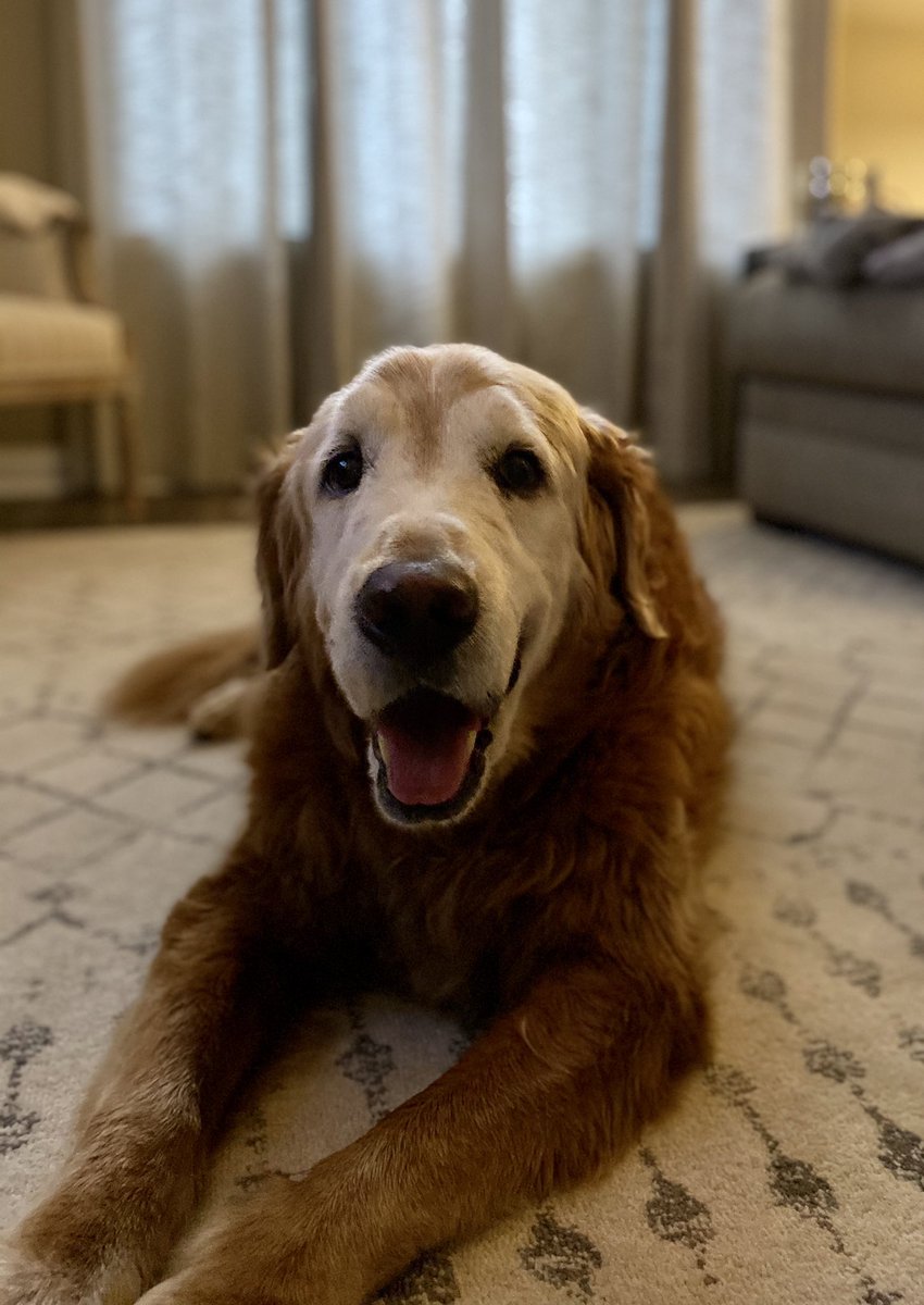 thedog_max's tweet photo. #happydog https://t.co/9fdvqhjCq4