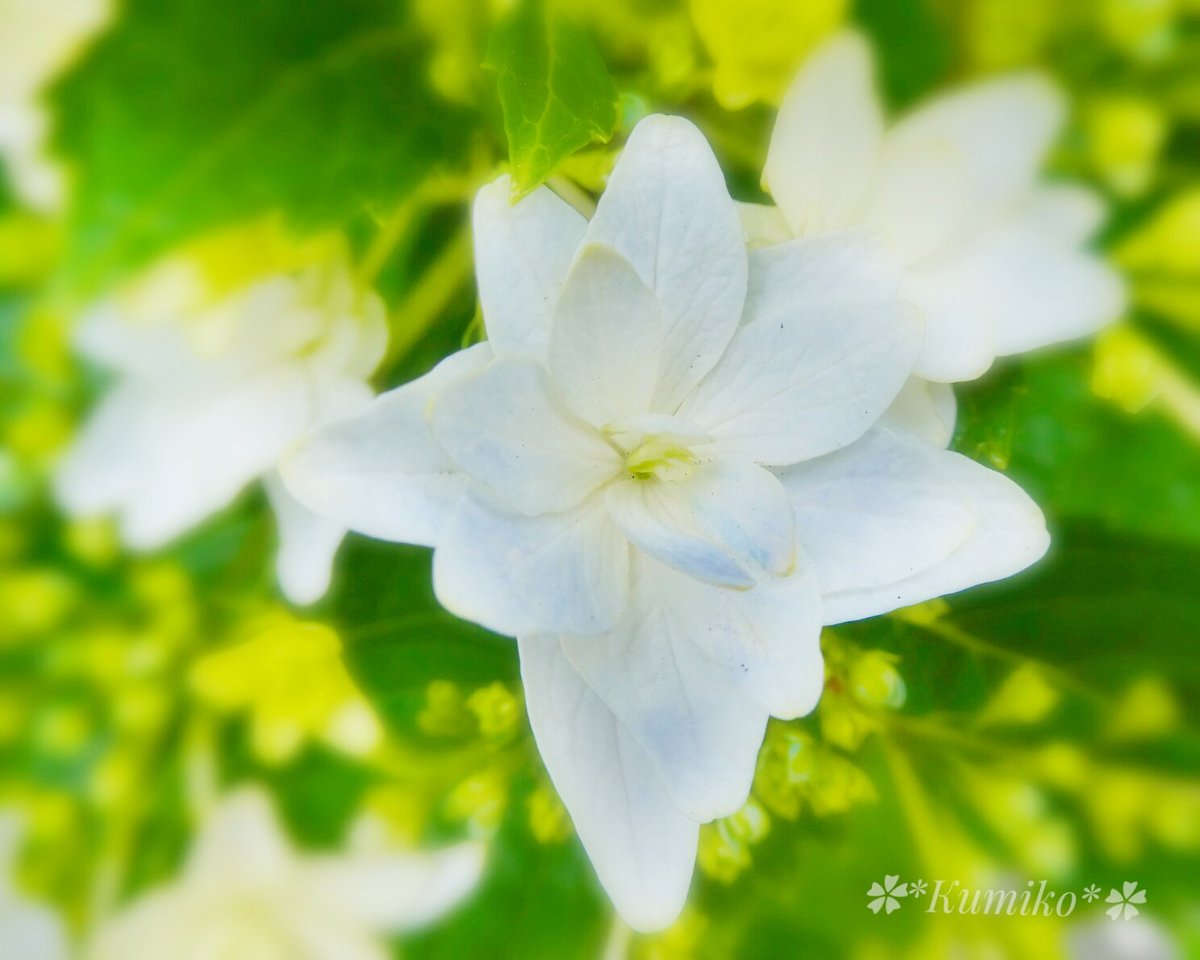 ku6901's tweet photo. #子どもたちを笑顔に
#子どもたちを守る
東京(Tokyo)
#ガクアジサイ #lacecap_hydrangea
#額紫陽花 #hydrangea_nacrophylla
#アジサイ #紫陽花
#暦生活園芸部 #東京カメラ部
#お花は癒し #お花で伝える私の心 https://t.co/MCR4Sm6CSx