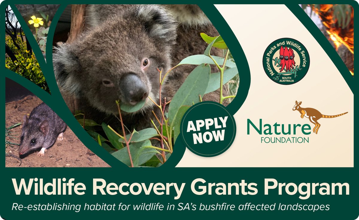 A reminder to everyone that the deadline for applications for the Wildlife Recovery Grants Program is 5 pm (ACST) Friday 12 June 2020, less than two weeks away! For more information on the grants, head over to @naturefsa's website here: bit.ly/3gPFTBa