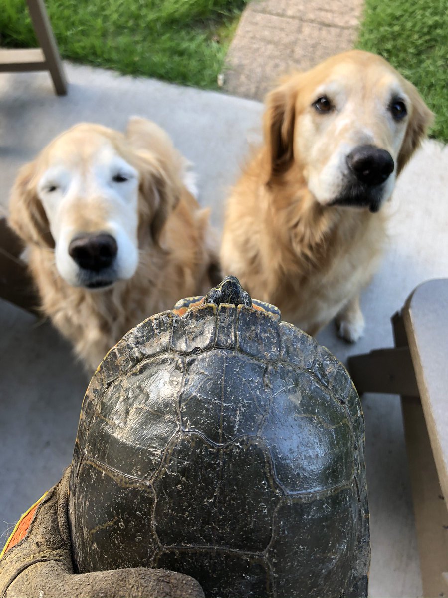 darbijothegoldn's tweet photo. Momma saved a turtle from the highway today... can we keep him, can we keep him? Can we! Can we? Huh, huh?? #murtletheturtle https://t.co/3uK5FkzHRw