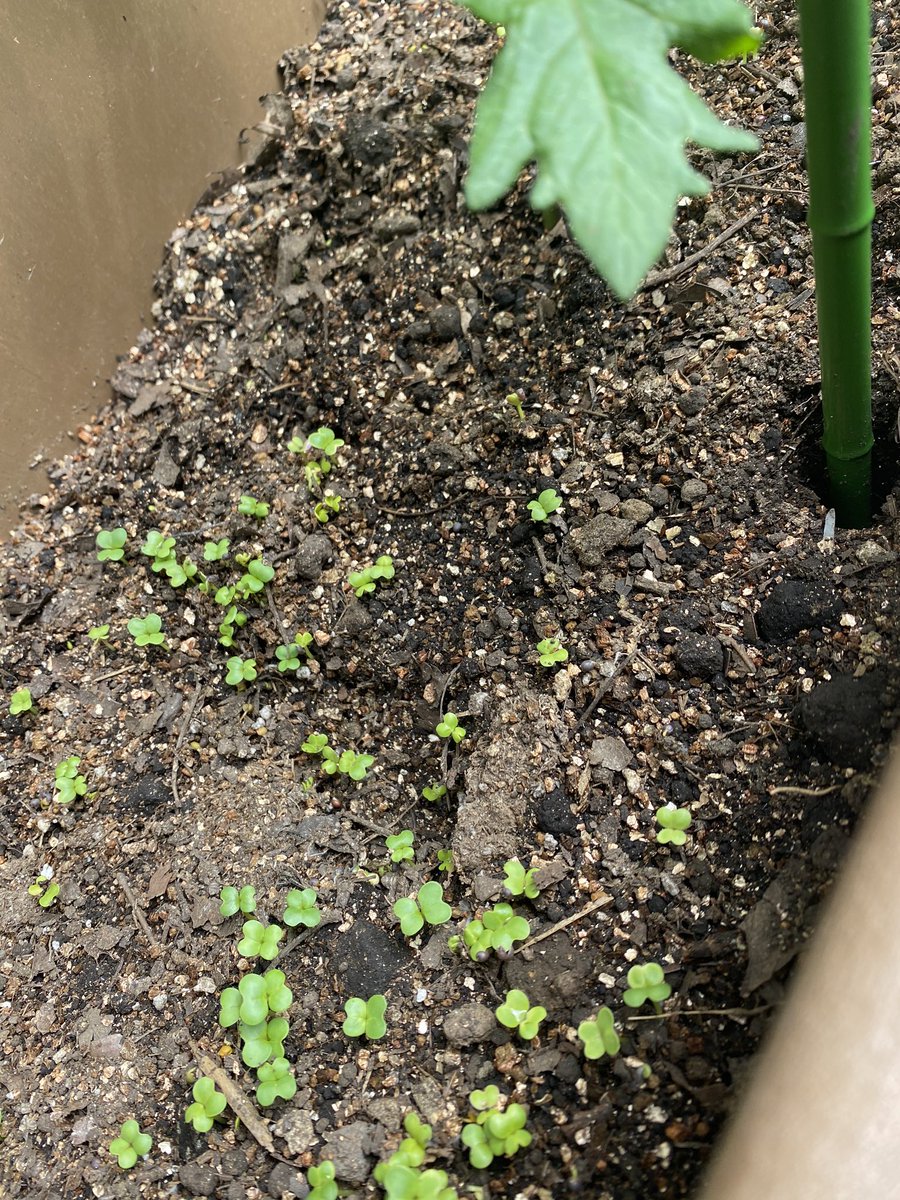 Panahou ミニトマトの苗を植えたプランターに 小松菜とバジルの種を植えたら 早速小松菜が発芽した 直播で本当にばらまいただけ すごいな