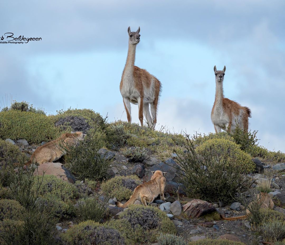 MagallanesExpe1's tweet image. Momento captado por Rick Beldegreen (rickbeldegreenphotography). #QuedateEnCasa #StayHome