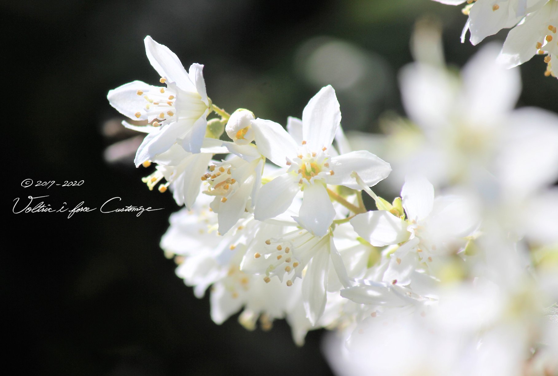 Vtifカスタマイズ 空木 ウツギ またの名を 卯の花 忙しくても疲れてても花をupしたい時があります それは花言葉がいい場合 そんな誕生花が一日に何個もあると私は大変 厳選しつつ 家事や仕事を疎かにしないよう自分に釘を指すtwitterなのです 6月