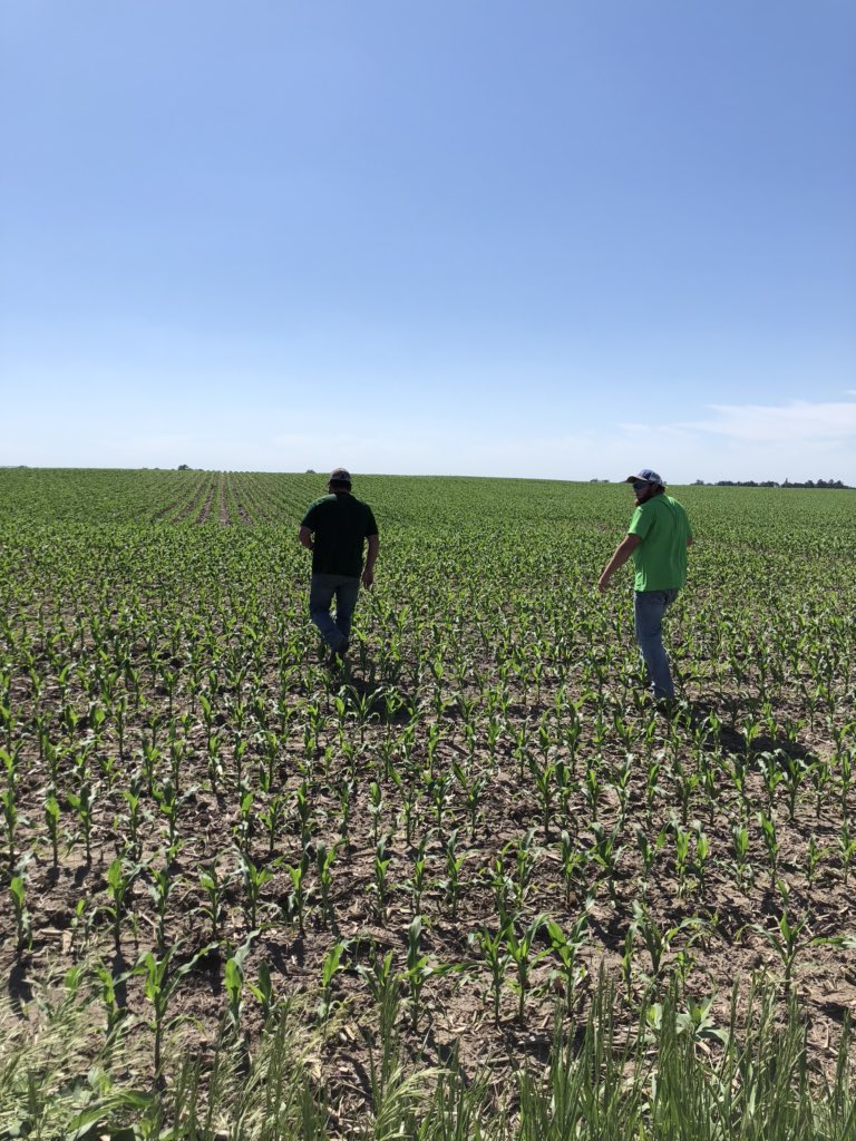 HRouse13's tweet photo. This dog will hunt folks! NK 1082-5222A planted on two different fields with two different yield goals by the same grower in South Central, NE! Planted mid April, 31,000-32,000 final stands, strong early season emergence and vigor, flex! #NKSeeds #NKCares https://t.co/nZrQQcLetC