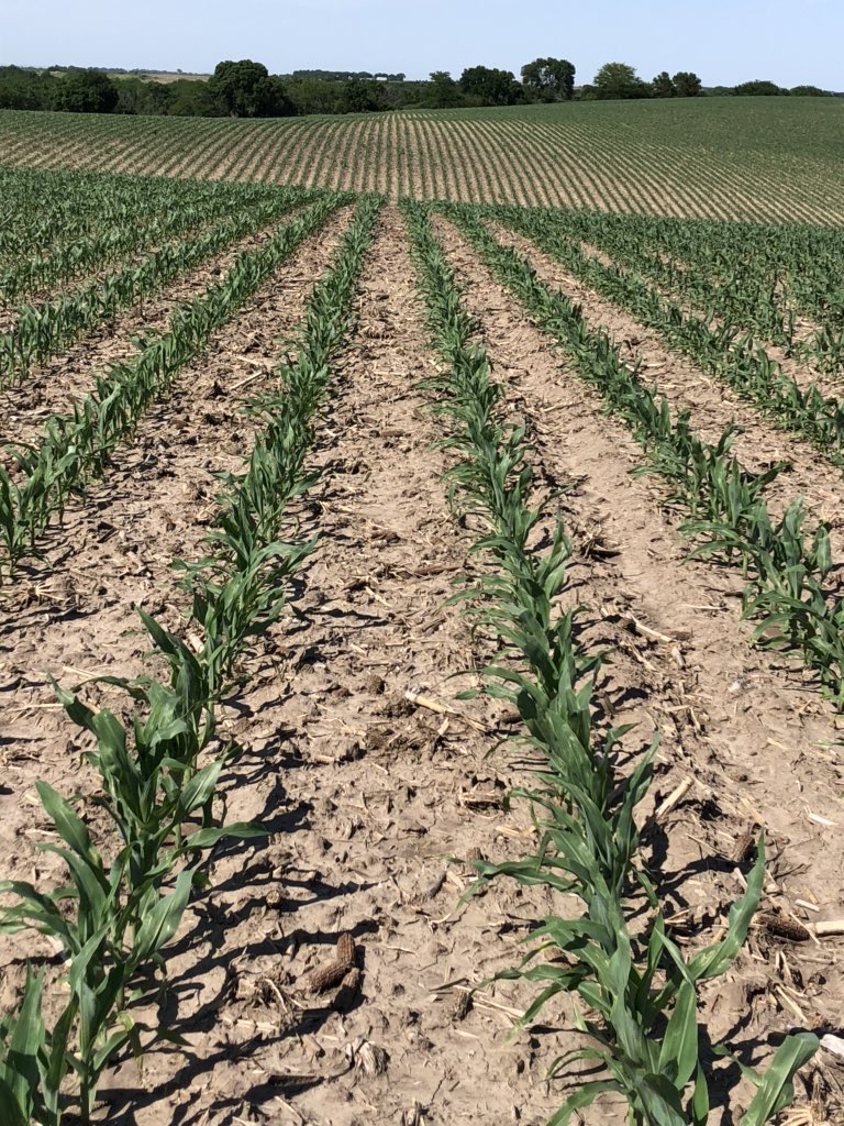HRouse13's tweet photo. This dog will hunt folks! NK 1082-5222A planted on two different fields with two different yield goals by the same grower in South Central, NE! Planted mid April, 31,000-32,000 final stands, strong early season emergence and vigor, flex! #NKSeeds #NKCares https://t.co/nZrQQcLetC