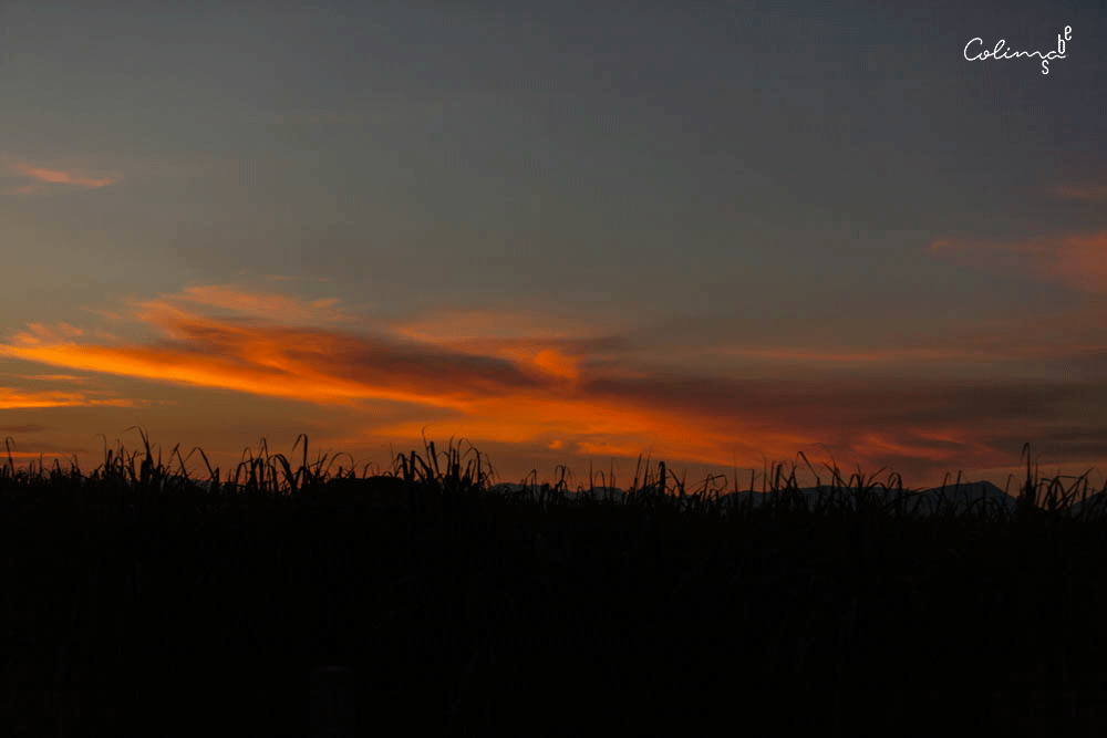 Se desconoce cuándo llegó la caña de azúcar a la antigua provincia de Colima, pero hay indicios de que fue plantada a orillas del río Tuxpan allá por el año 1587, en una estancia mercedada a don Cristóbal Fernández de Tene. 

¡Abrazos desde estos atardeceres!
