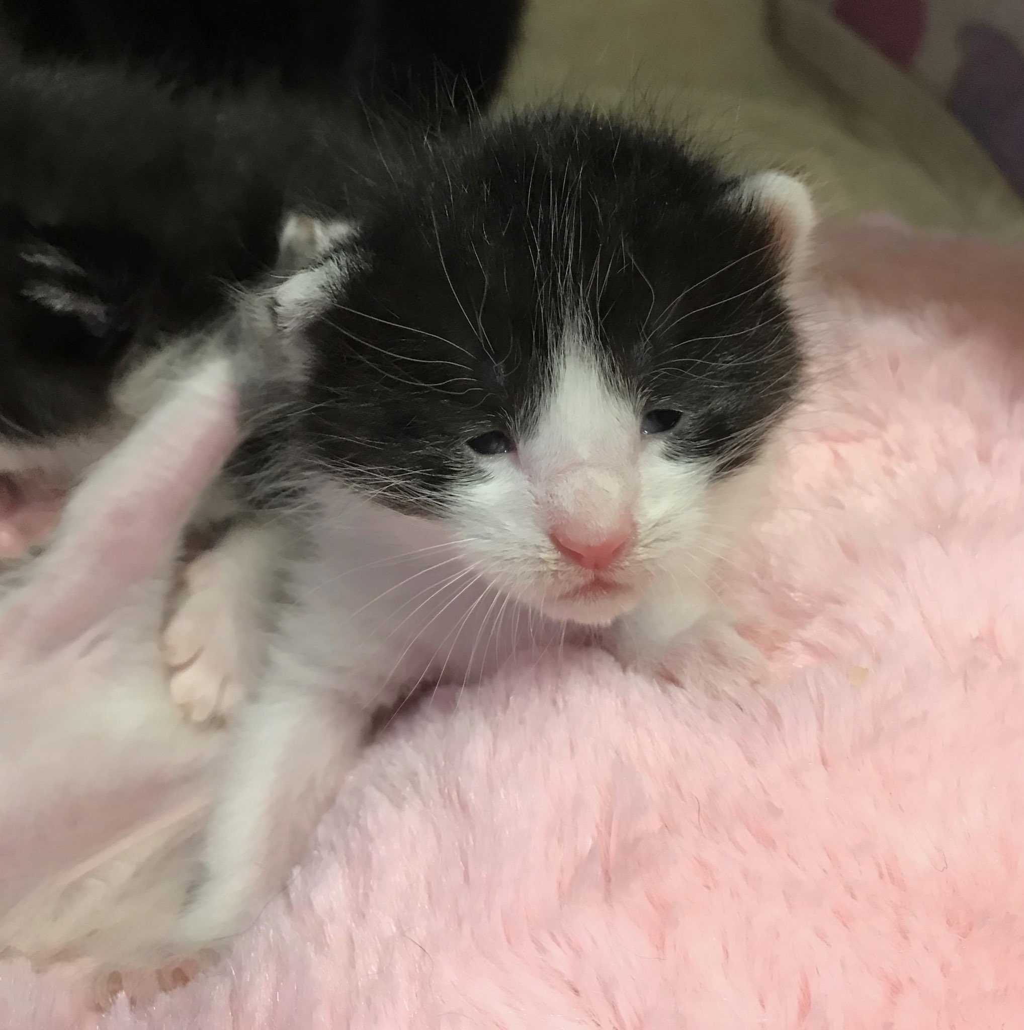 よしけン Fuji Ayako うちの犬はマムシに噛まれてこうなりました 次の日にはなおりました T Co J0rxboggsb Twitter