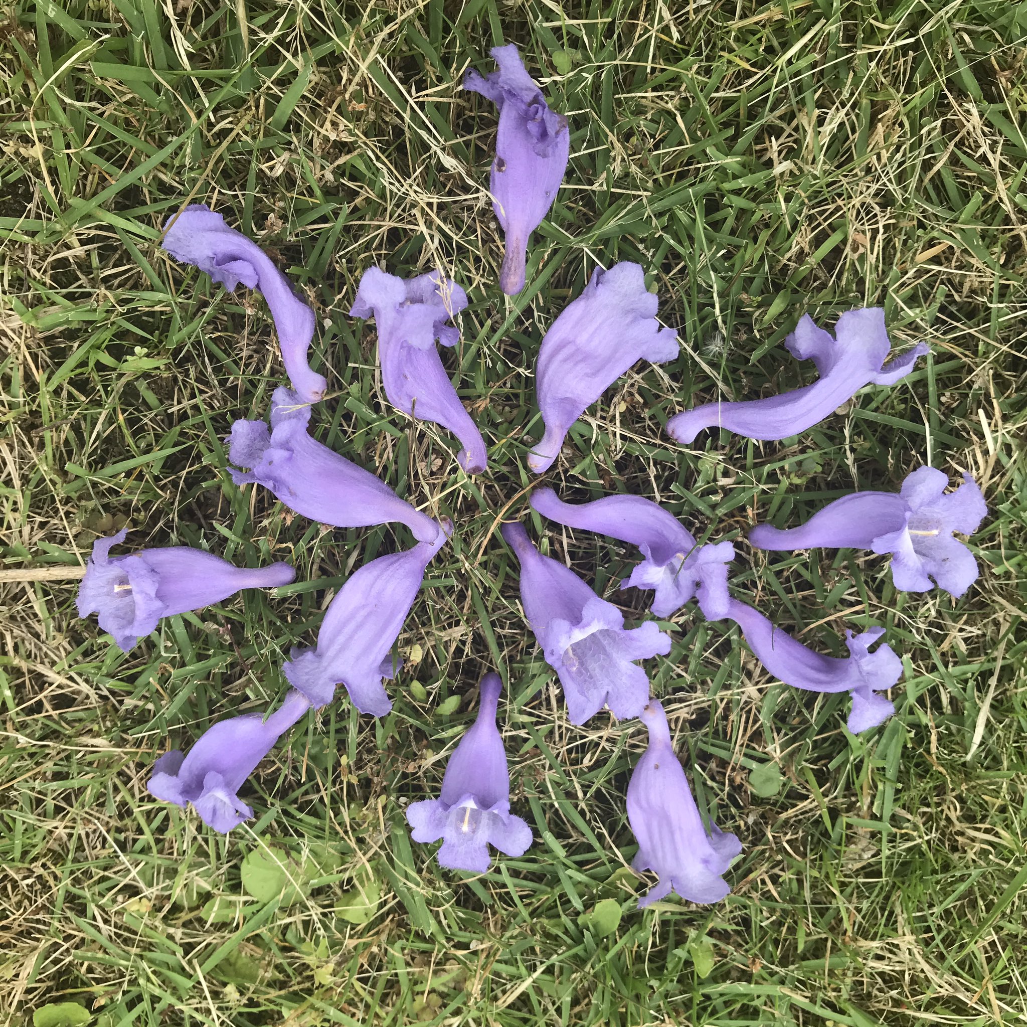 心の中の植物園 宮 ふれあい植物センターで 中南米原産の樹木ジャカランダの花が開花しました 和名は紫雲木 柔らかい葉に紫の花がおおらかで見事です メキシコやアフリカにはこの木の並木道があるとか いつかこの目で見てみたいなぁ T Co
