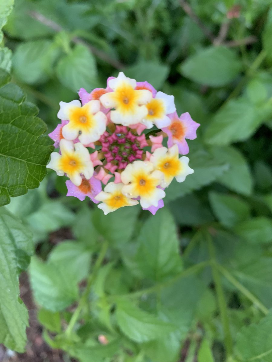 NataniaBarron's tweet photo. #rageflower exploration. https://t.co/4B93iftJcR