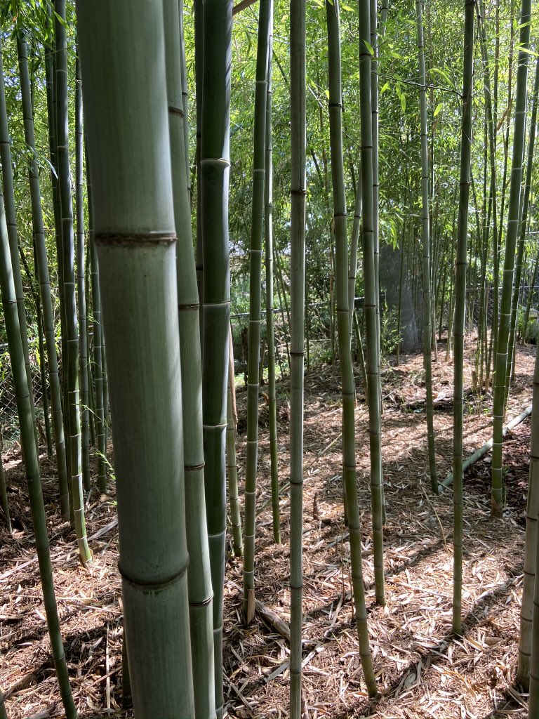 ArkansasTurf's tweet photo. Discovered a bamboo enthusiast in Fayetteville and got a tour of the grounds... #biggrass https://t.co/27scTdCIhb