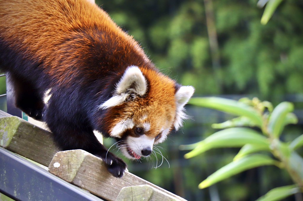 camera1119_mmm's tweet photo. 過去pic.
フォルダ整理してたら
可愛いの出てきたので😊

【場所】日本平動物園

#Canoneos9000d
#一眼レフ 
#ファインダー越しの私の世界 
#カメラ好きな人と繋がりたい 
#カメラのある生活 
#カメラ練習中
#レッサーパンダ https://t.co/dOVm0U8d5s