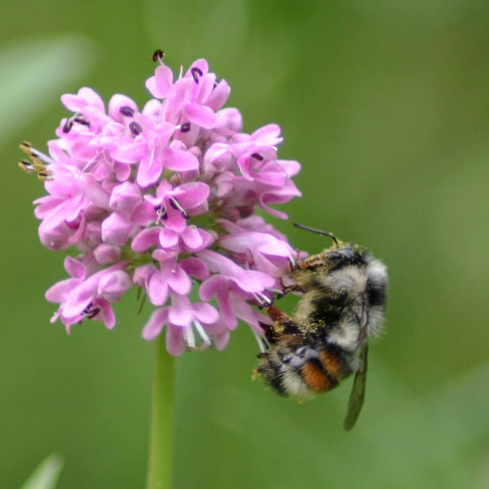 Peter Soroye (he/him/Dr) tweet media