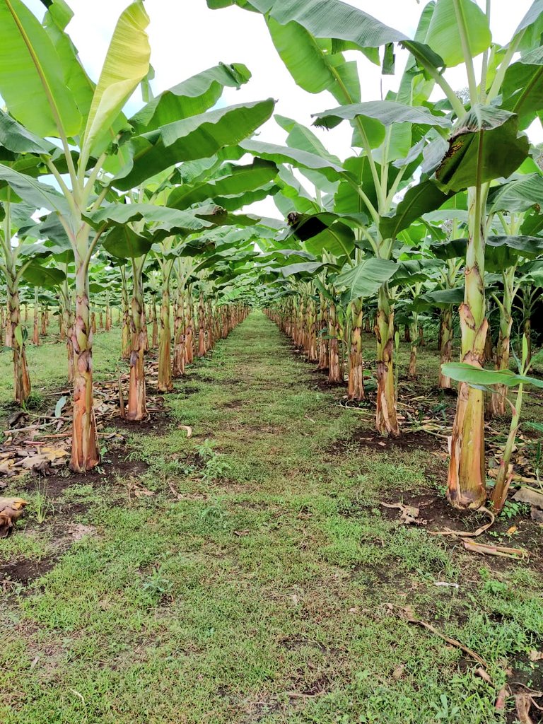 Lourdes052's tweet photo. miéntras existan Agricultores la agricultura no morirá #AgricultoresEnAcción  #agriculture #fecoc  #mag #musaceas https://t.co/JjXtRkQYjT