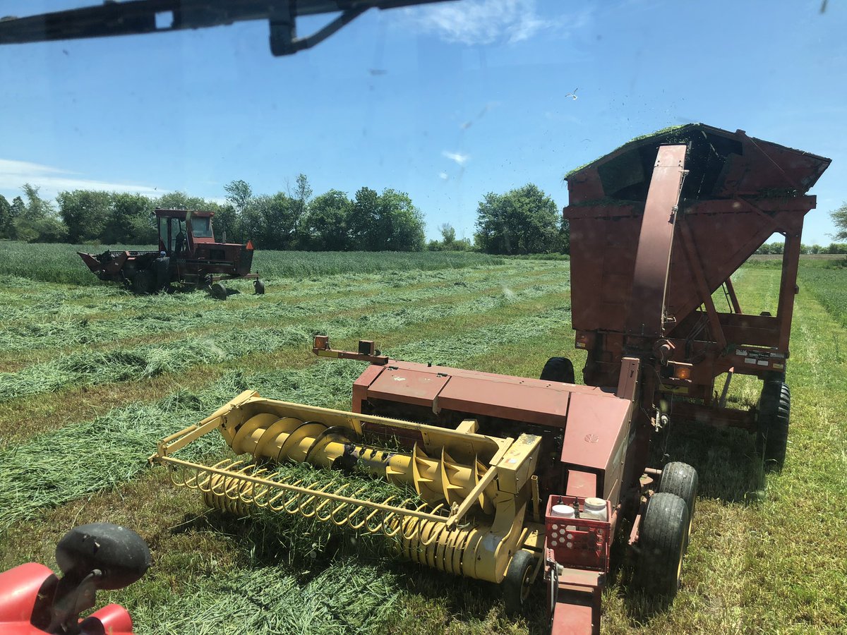 stonekreekfeed's tweet photo. Harvested a good crop of fall rye. It’ll make some cows really happy. If you’re interested in getting this into your cropping rotation, give us a call. #GeneralSeed #CowChow #CowCandy #GreyBruce https://t.co/dbPGoGevKr