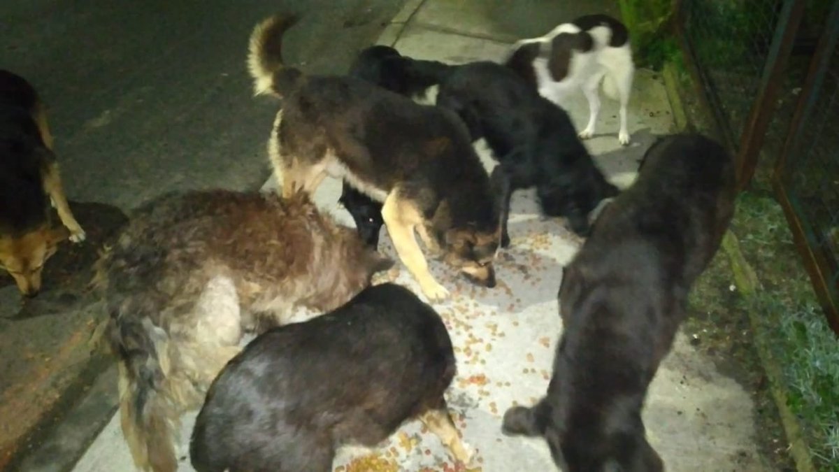 Cassata20's tweet photo. Nos llegan imágenes de mi tía Sole alimentando a los perritos de Lenga.
Gracias a todos los que nos ayudan a continuar con esta campaña.
Ustedes hacen que ellos coman a diario y que podamos rescatar y recuperar muchos animalitos.
#AdoptaNoCompres #GraciasATodos #NoNosAbandones https://t.co/2g6aWin34h