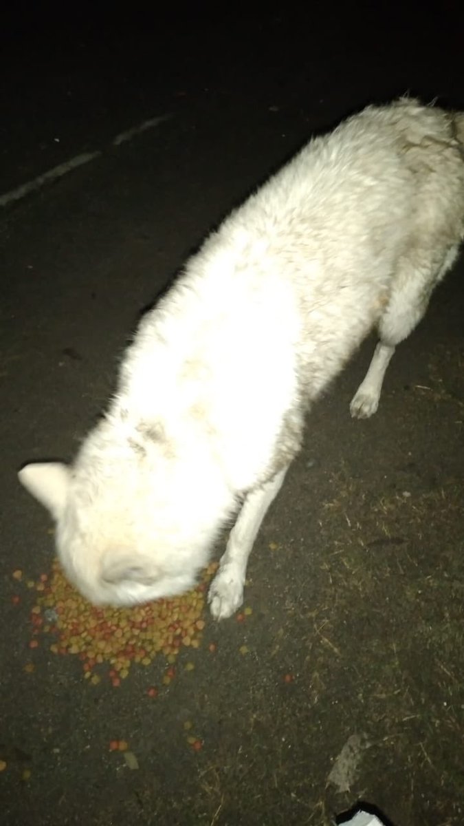 Cassata20's tweet photo. Nos llegan imágenes de mi tía Sole alimentando a los perritos de Lenga.
Gracias a todos los que nos ayudan a continuar con esta campaña.
Ustedes hacen que ellos coman a diario y que podamos rescatar y recuperar muchos animalitos.
#AdoptaNoCompres #GraciasATodos #NoNosAbandones https://t.co/2g6aWin34h