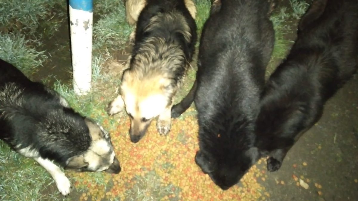 Cassata20's tweet photo. Nos llegan imágenes de mi tía Sole alimentando a los perritos de Lenga.
Gracias a todos los que nos ayudan a continuar con esta campaña.
Ustedes hacen que ellos coman a diario y que podamos rescatar y recuperar muchos animalitos.
#AdoptaNoCompres #GraciasATodos #NoNosAbandones https://t.co/2g6aWin34h